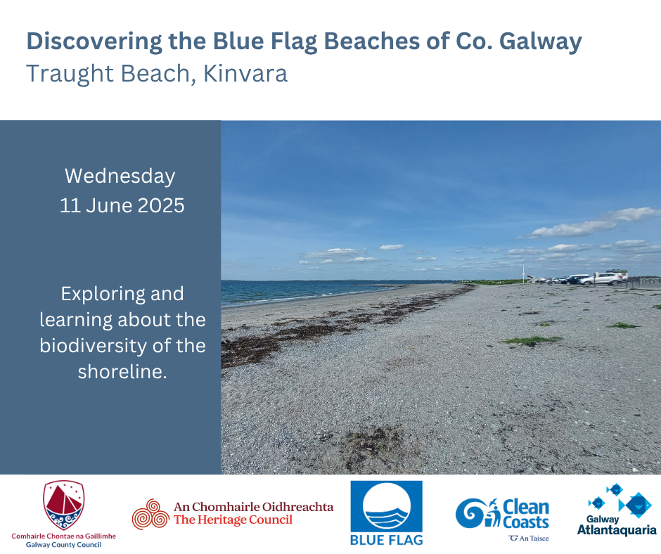 Discover Traught Beach June 2025